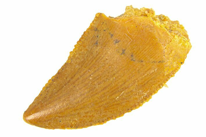 Serrated, Raptor Tooth - Real Dinosaur Tooth #291854